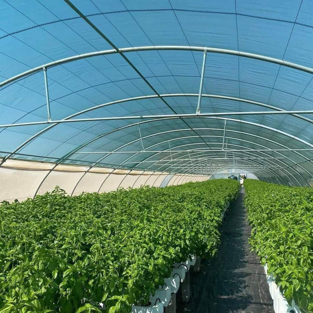 Rangées de basilic en production sous serre hydroponique La Ferme Urbaine