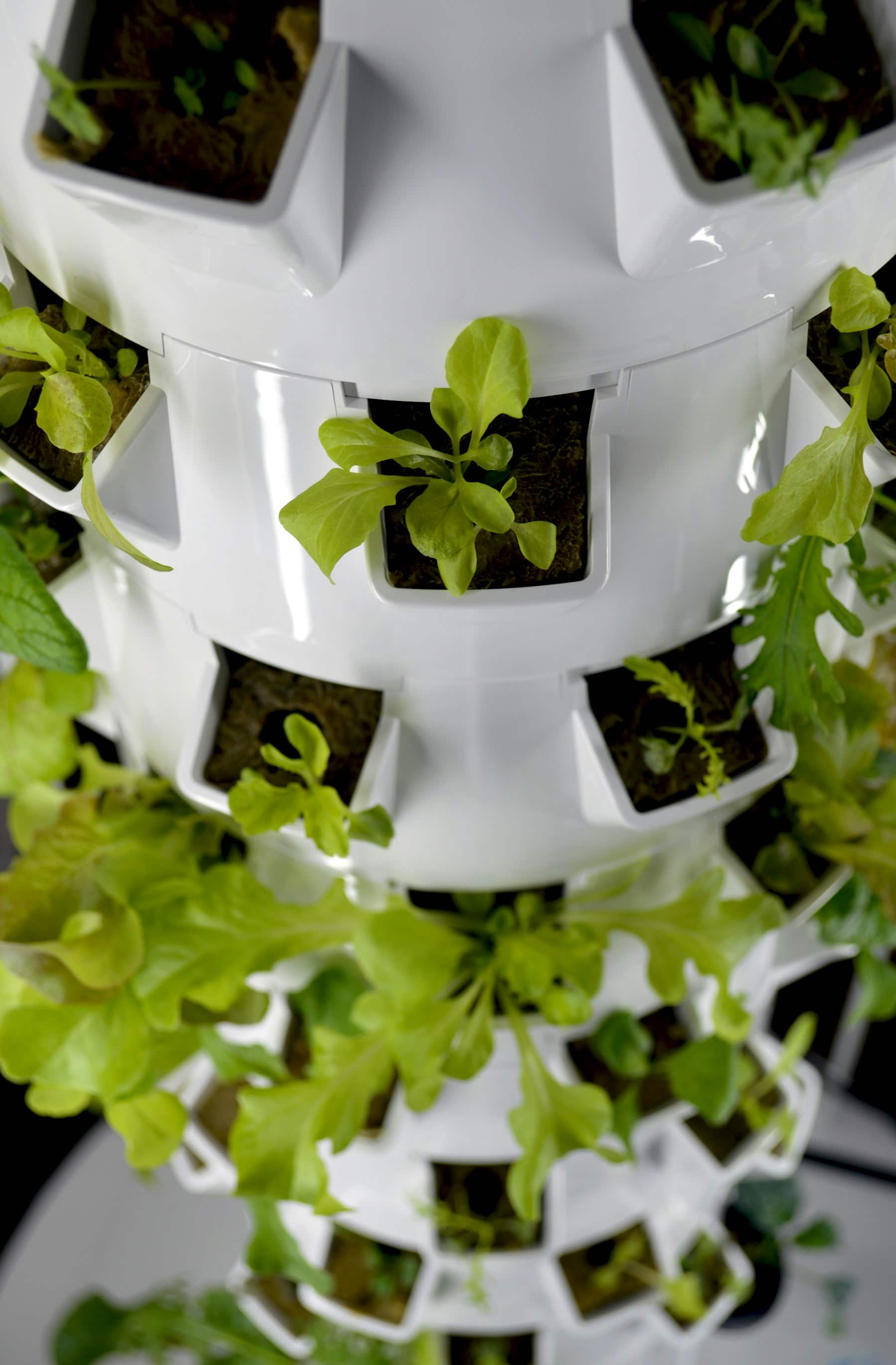 Jeunes plants de salade en tour de culture hydroponique