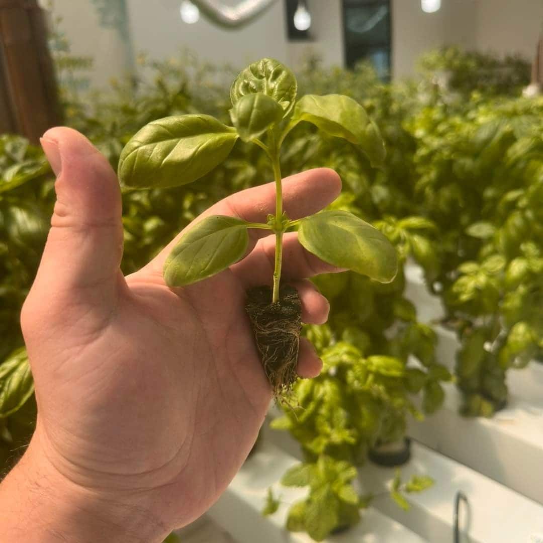 Jeune plant de basilic et ses racines dans un pot de culture NFT