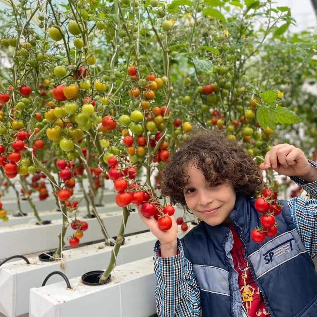 Grappe de tomates cerises mûres cultivées en hydroponie
