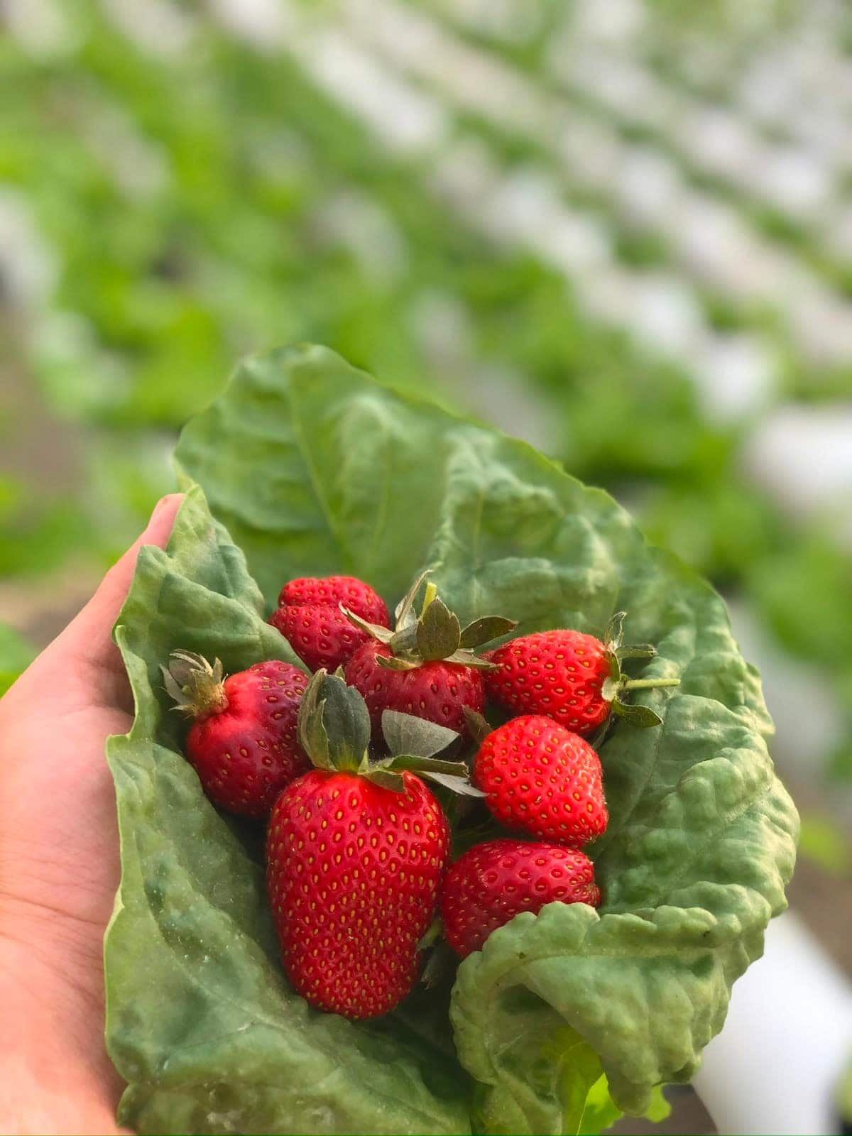 Fraises fraîchement cueillies présentées sur une feuille