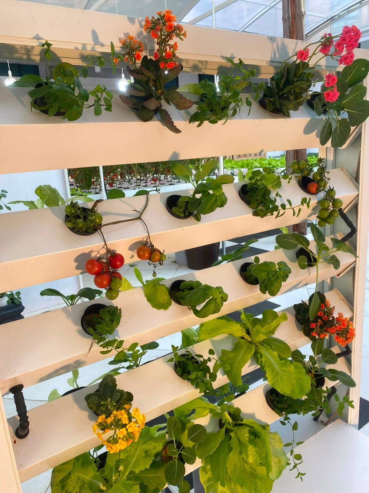 Mur hydroponique vertical mêlant tomates, basilic et fleurs sous serre