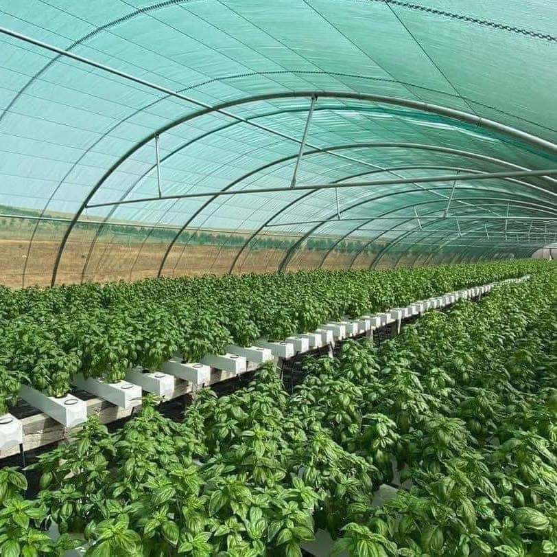 Feuilles de basilic vert en gros plan