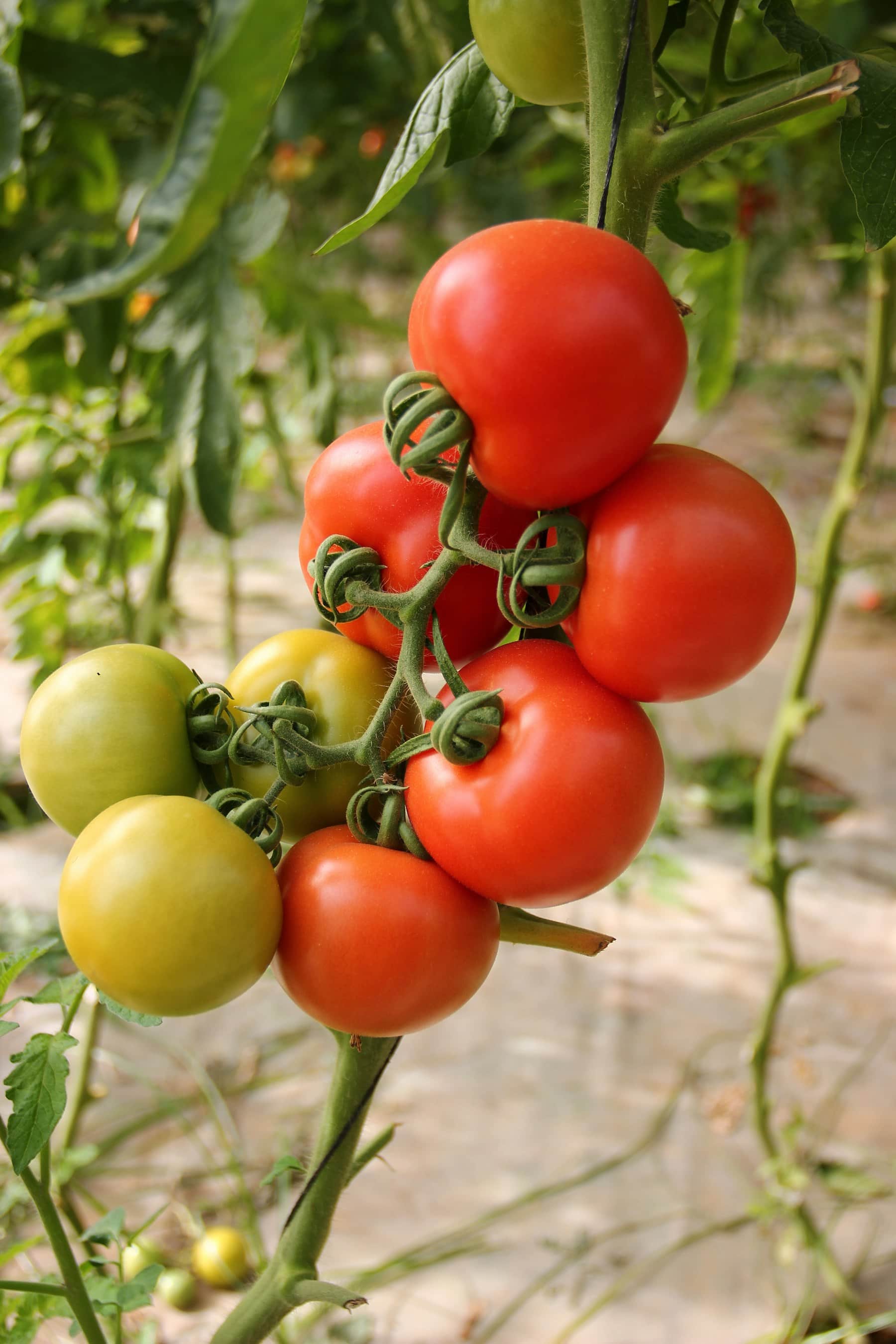 Tomate