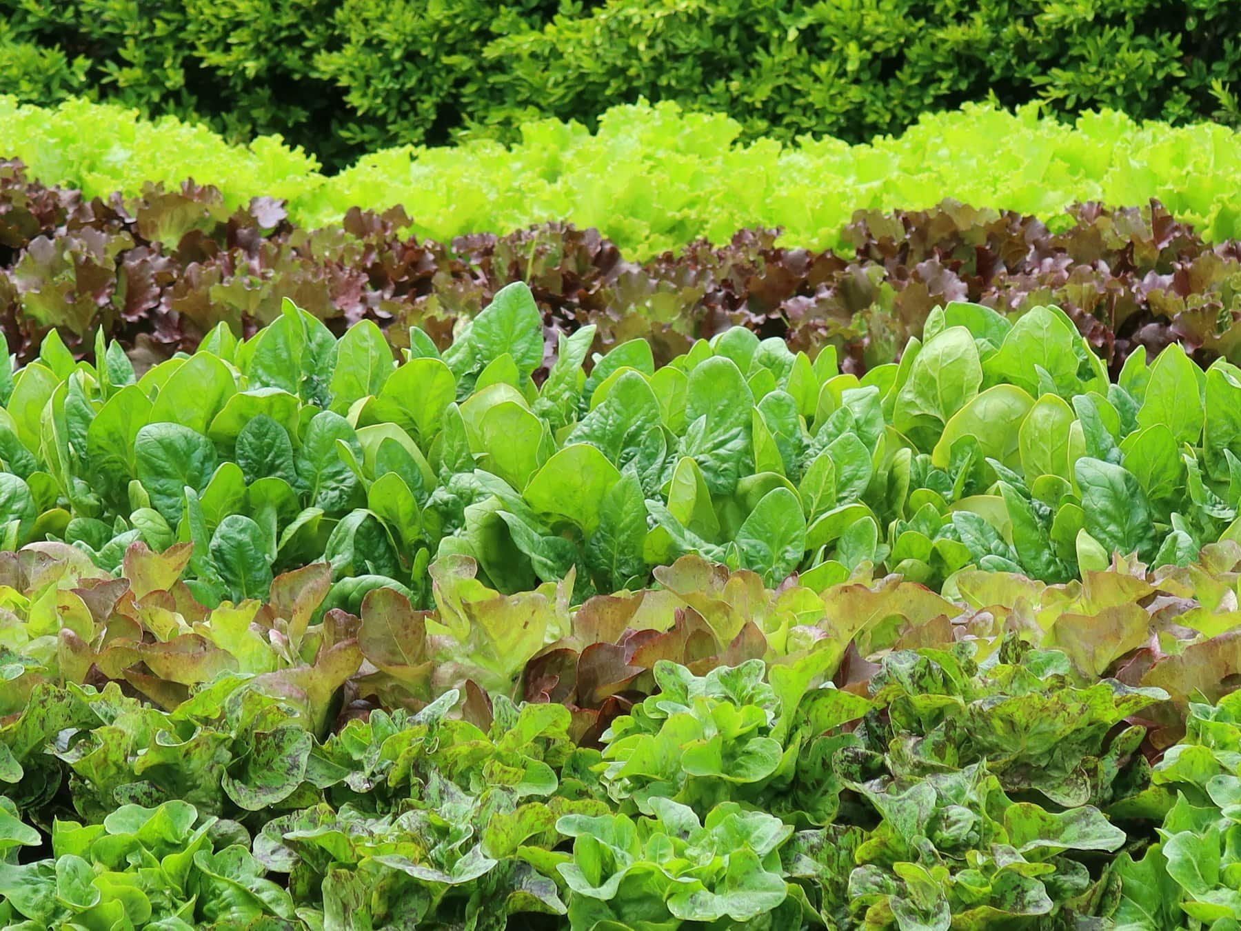 Production maraîchère sous serre