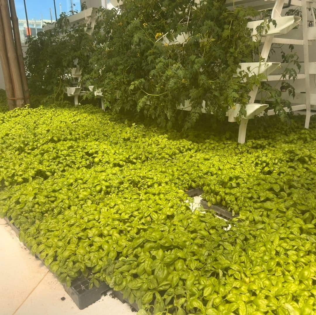 Jeunes plants de basilic en pépinière hydroponique