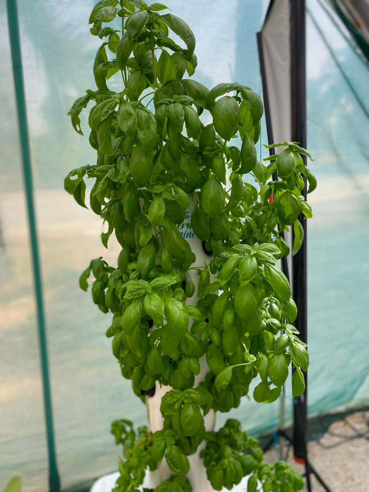 Basilic luxuriant cultivé sur une tour hydroponique sous serre