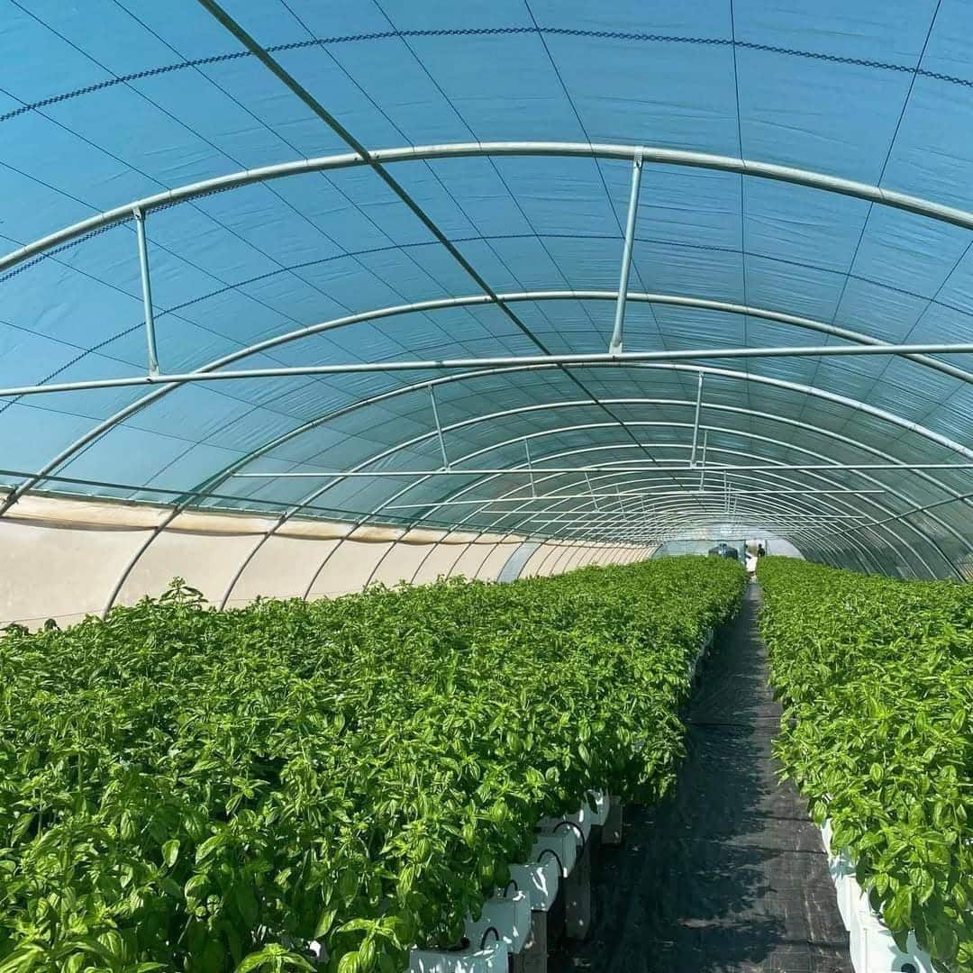 Rangées de basilic cultivé en hydroponie sous serre La Ferme Urbaine