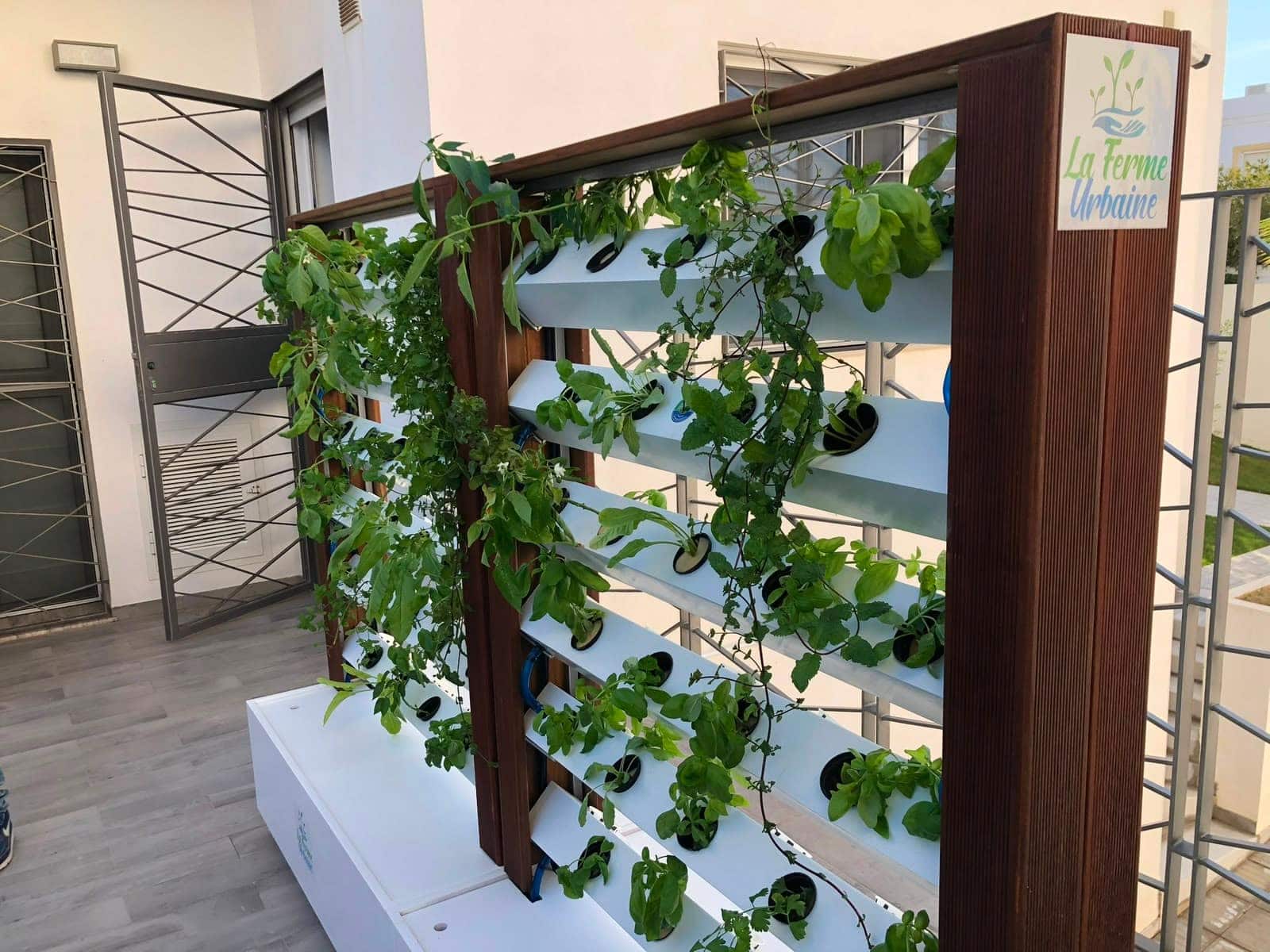 Mur végétal hydroponique La Ferme Urbaine sur une terrasse