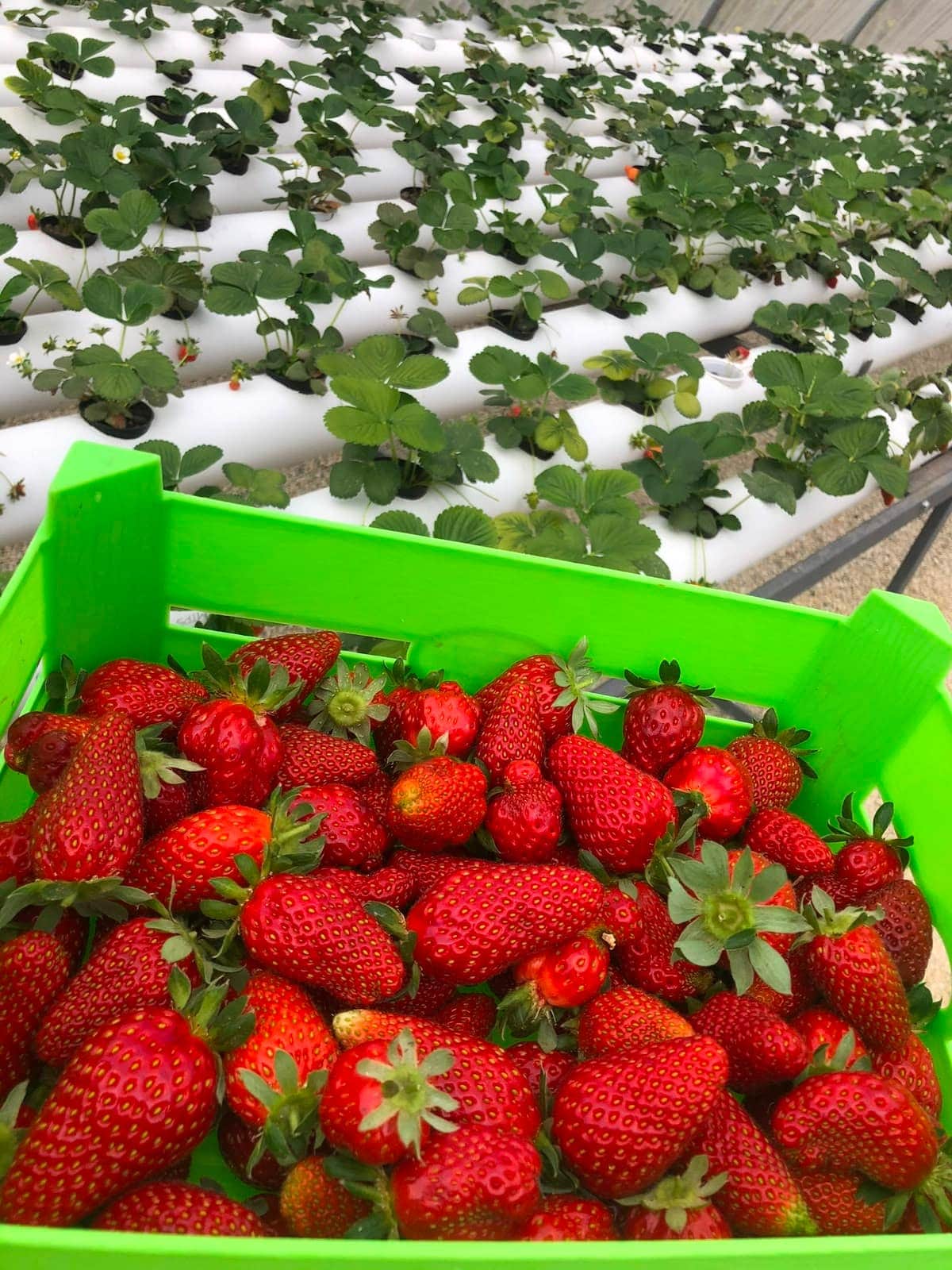 Fraise
