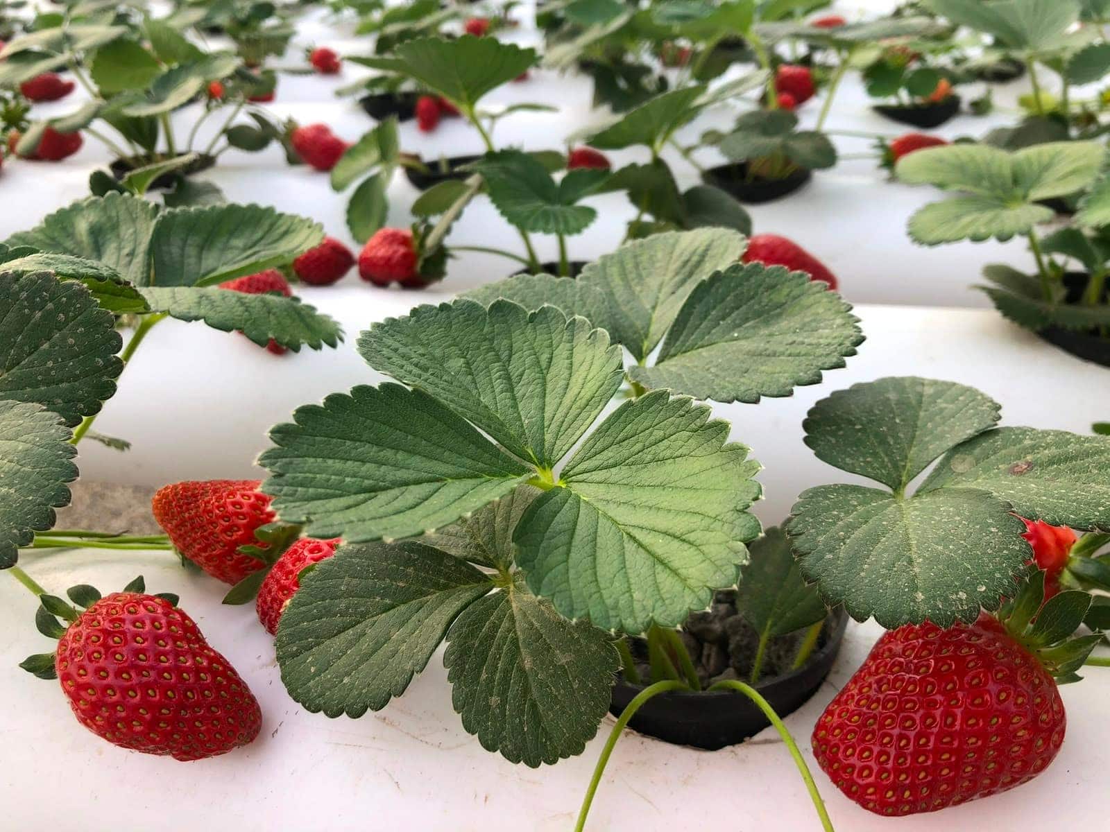 Plants de fraisiers en production avec fruits mûrs en système hydroponique