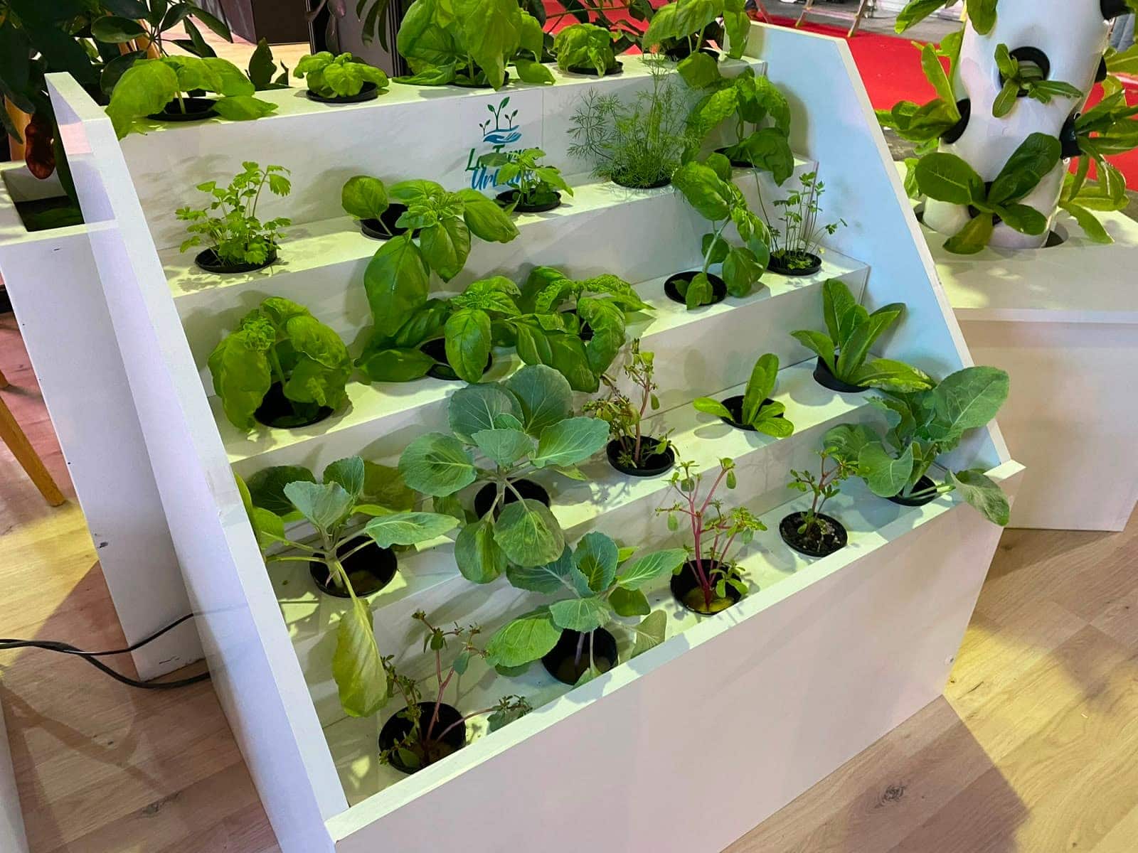 Jardinière hydroponique à gradins avec herbes et jeunes légumes
