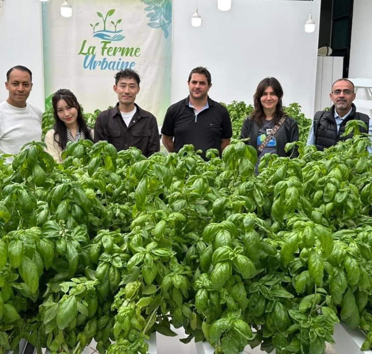 L'équipe de La Ferme Urbaine réunie devant une production de basilic sous serre