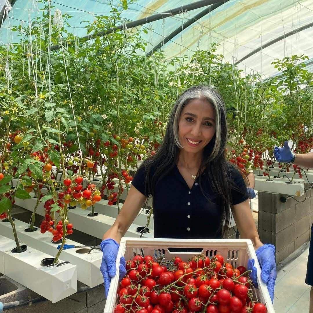 Récolte de tomates cerises cultivées en hydroponie sous serre