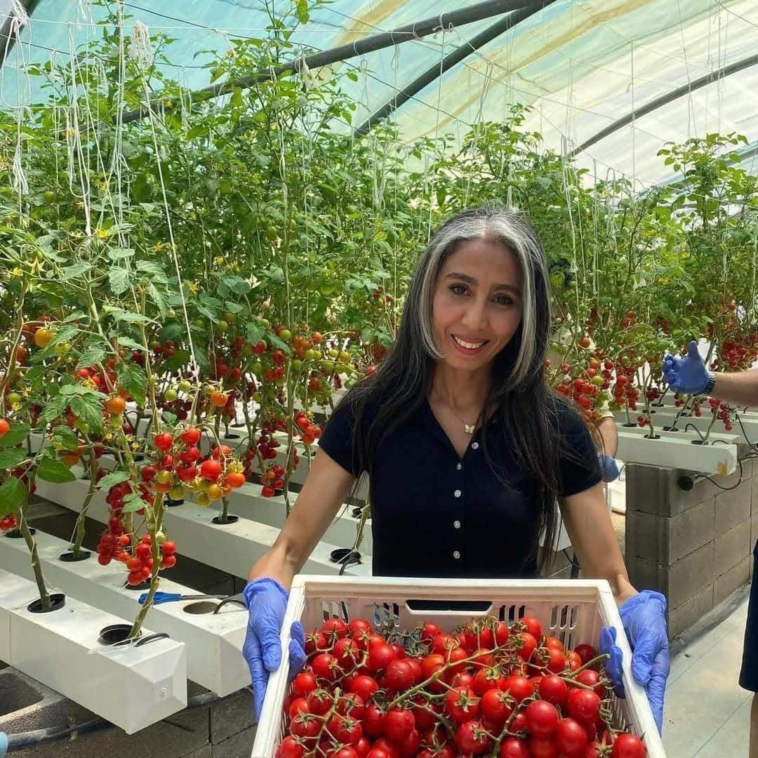 Récolte de tomates cerises cultivées en hydroponie sous serre