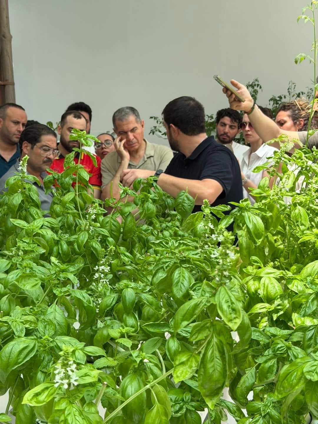 Participants examinant des plants de basilic pendant une formation pratique